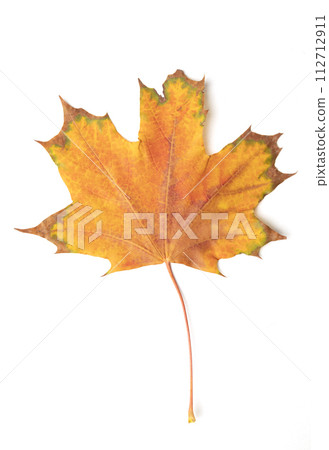 fallen bright yellow orange autumn maple leaf on a white background close-up 112712911
