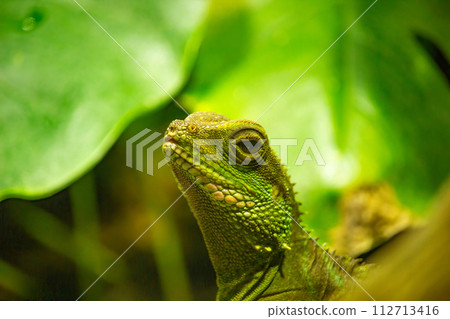 Chinese water dragon (Physignathus cocincinus). 112713416