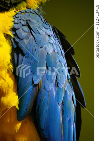 Exotic colorful African macaw parrot, Exotic colorful African macaw parrot, 112713419