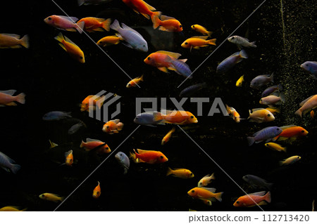 Malawi cichlid fish in closeup, Malawi cichlid fish in closeup, 112713420