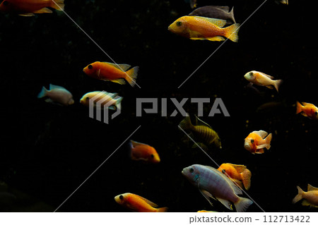 malawi cichlid fish in closeup, 112713422