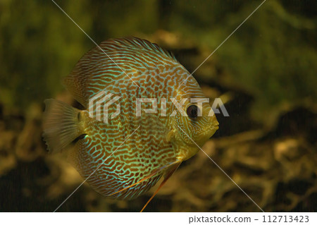 Discus fish swimming in freshwater. Discus fish swimming in freshwater. 112713423