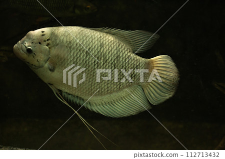 Giant gourami fish swimming 112713432