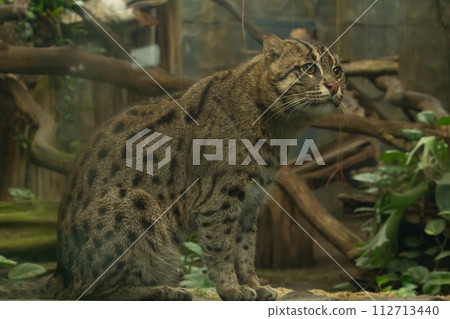 Fishing cat (Prionailurus viverrinus). Wildlife animal. 112713440