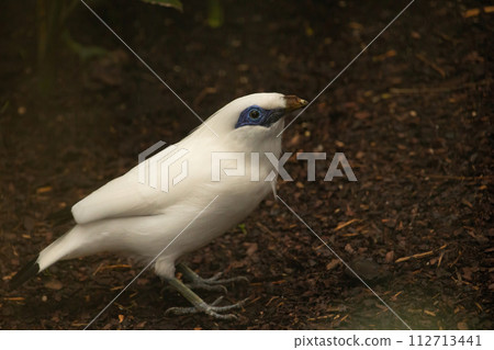 rare Bali maina bird 112713441