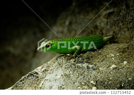 Little green lizard 112713452
