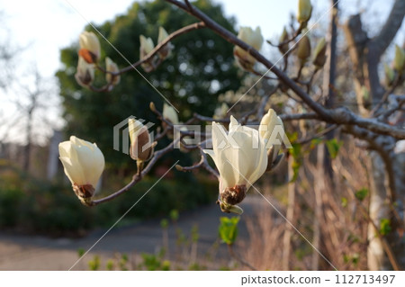 玉蘭玉蘭花 玉蘭玉蘭花 112713497