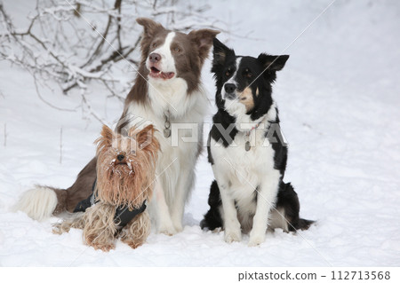 Yorkshire terrrier with two bodyguards 112713568