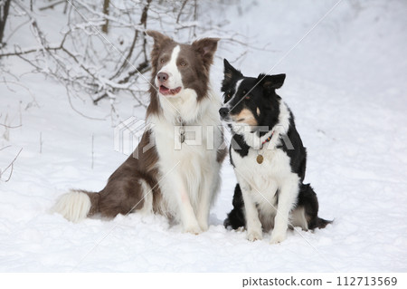 Two border collies togerther 112713569