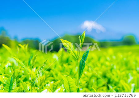 [Fresh green material] Fresh green tea leaves, Obuchi Sasaba [Shizuoka Prefecture] 112713769