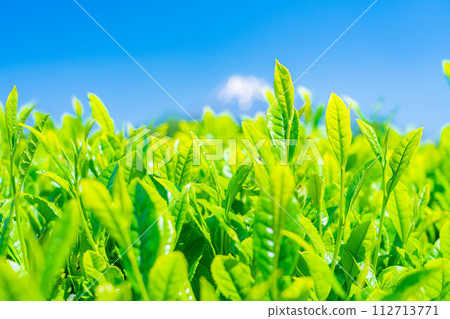 [Fresh green material] Fresh green tea leaves, Obuchi Sasaba [Shizuoka Prefecture] 112713771