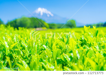[Fresh green material] Fresh green tea leaves, Obuchi Sasaba [Shizuoka Prefecture] 112713773