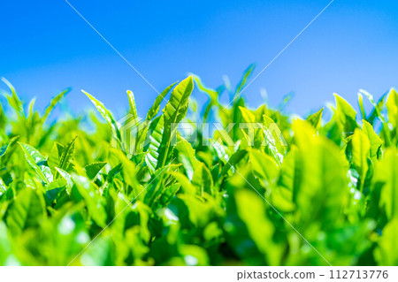 [新鮮綠色材料]新鮮綠茶葉，Obuchi Sasaba [靜岡縣] 112713776