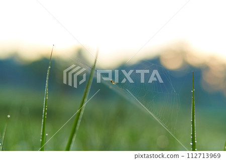 New juicy green rice terraces are covered with morning dew on the popular island of Bali. New juicy green rice terraces are covered with morning dew on the popular island of Bali. 112713969