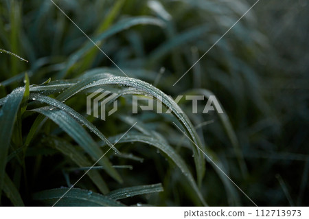 New juicy green rice terraces are covered with morning dew on the popular island of Bali. New juicy green rice terraces are covered with morning dew on the popular island of Bali. 112713973