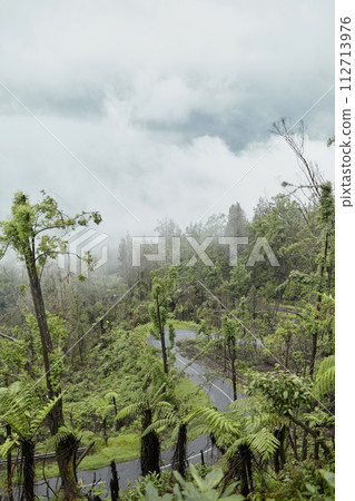Mystical atmosphere in a destroyed forest on a volcano after an ash eruption. The jungle is reborn on a mountain covered in a cloud or fog. 112713976