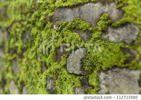 The old stone wall is covered with moss. The old stone wall is covered with moss. 112713980
