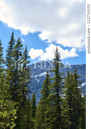 The rocky mountains of Alberta are surrounded by coniferous forests on a sunny summer day 112714103