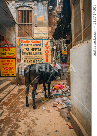 牛在街上尋找食物 112714303