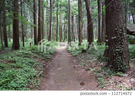在森林公園的長廊 在森林公園的長廊 112714872