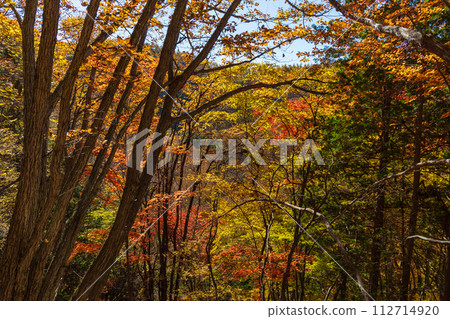 秋天的長野，奧立科，賞秋葉的最佳時間，橫谷（橫谷） 112714920
