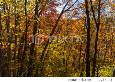 Nagano in autumn, Okutateshina, the best time to see the autumn leaves, Yokotani Valley (Yokotani Gorge) 112714921