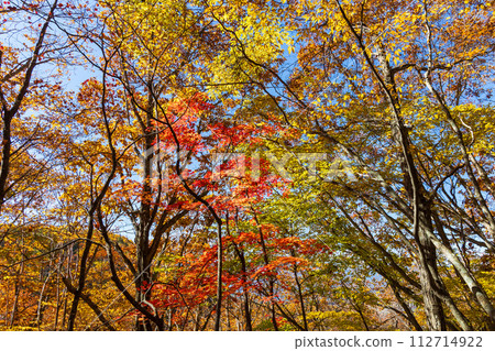秋天的長野，奧立科，賞秋葉的最佳時間，橫谷（橫谷） 112714922