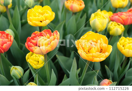 Close-up of a cluster of bright yellow tulips in full bloom Close-up of a cluster of bright yellow tulips in full bloom 112715226