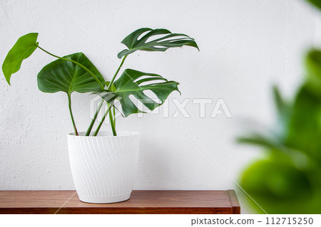 Fashionable house plant Monstera in pot on white background. Fashionable house plant Monstera in pot on white background. 112715250
