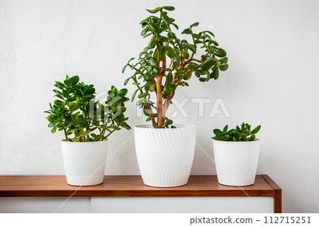 Green house plants in white pots stand on shelf. Green house plants in white pots stand on shelf. 112715251