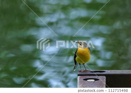 A beautiful bird, gray wagtail, who is vigilant, likes the waterside, and wears a bright lemon yellow. A beautiful bird, gray wagtail, who is vigilant, likes the waterside, and wears a bright lemon yellow. 112715498