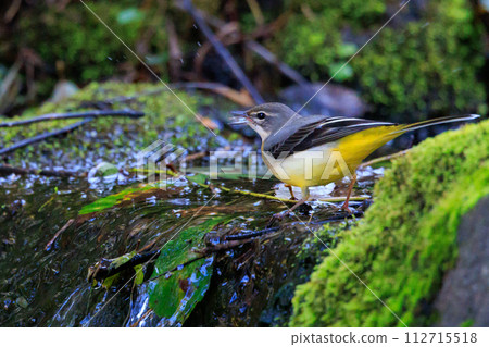A beautiful bird, gray wagtail, who is vigilant, likes the waterside, and wears a bright lemon yellow. 112715518