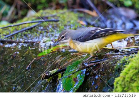 A beautiful bird, gray wagtail, who is vigilant, likes the waterside, and wears a bright lemon yellow. 112715519