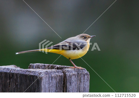 A beautiful bird, gray wagtail, who is vigilant, likes the waterside, and wears a bright lemon yellow. 112715520