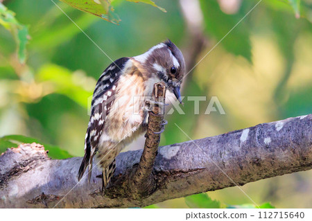 The smallest woodpecker in Japan 112715640