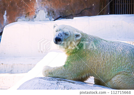 polar bear with eyes closed polar bear with eyes closed 112715668