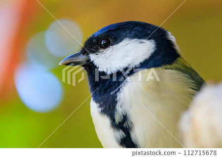 Familiar wild bird great tit with a cute chest tie Familiar wild bird great tit with a cute chest tie 112715678
