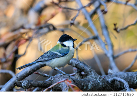 Familiar wild bird great tit with a cute chest tie Familiar wild bird great tit with a cute chest tie 112715680