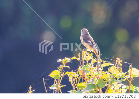 A female Daurian Redstart, a winter bird loved for its cute behavior and nicknamed Joviko. A female Daurian Redstart, a winter bird loved for its cute behavior and nicknamed Joviko. 112715708