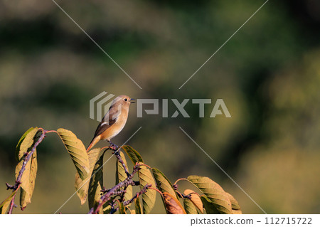 雌性達烏爾紅尾鴝是一種冬季鳥類,因其可愛的行為而受到人們的喜愛,綽號為喬維科。 雌性達烏爾紅尾鴝是一種冬季鳥類,因其可愛的行為而受到人們的喜愛,綽號為喬維科。 112715722