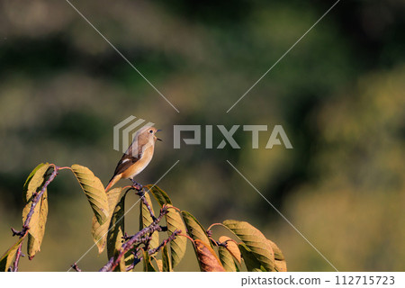 雌性達烏爾紅尾鴝是一種冬季鳥類,因其可愛的行為而受到人們的喜愛,綽號為喬維科。 雌性達烏爾紅尾鴝是一種冬季鳥類,因其可愛的行為而受到人們的喜愛,綽號為喬維科。 112715723