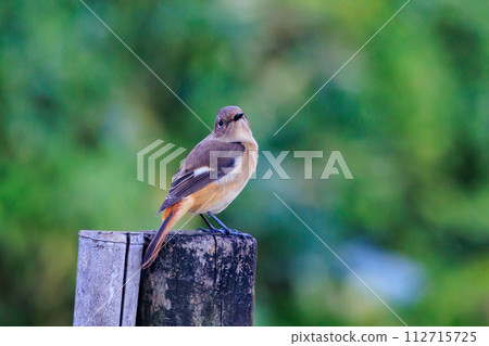 雌性達烏爾紅尾鴝是一種冬季鳥類,因其可愛的行為而受到人們的喜愛,綽號為喬維科。 雌性達烏爾紅尾鴝是一種冬季鳥類,因其可愛的行為而受到人們的喜愛,綽號為喬維科。 112715725