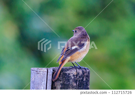雌性達烏爾紅尾鴝是一種冬季鳥類，因其可愛的行為而受到人們的喜愛，綽號為喬維科。 112715726