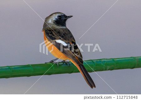 Adorable winter bird Daurian Redstart 112715848