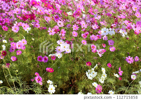 盛開的波斯菊花 盛開的波斯菊花 112715858