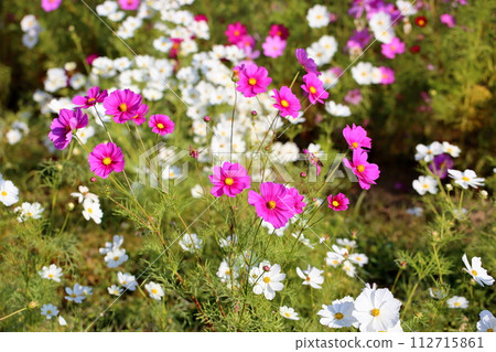 Cosmos flowers in full bloom Cosmos flowers in full bloom 112715861