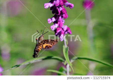 Antlion adult antlion 112715974