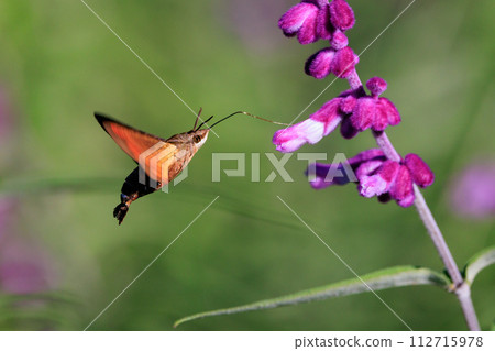 Antlion adult antlion 112715978