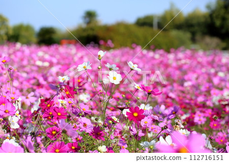 盛開的波斯菊花 盛開的波斯菊花 112716151