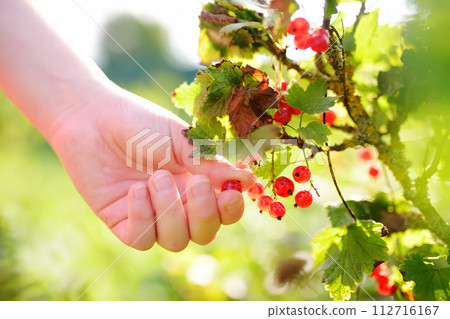 A child picking up red currant in the garden on a sunny summer day. Kids hand is stretching and grabbing ripe berries. A child picking up red currant in the garden on a sunny summer day. Kids hand is stretching and grabbing ripe berries. 112716167